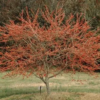 thumbnail for publication: Ilex decidua 'Council Fire' 'Council Fire' Possumhaw